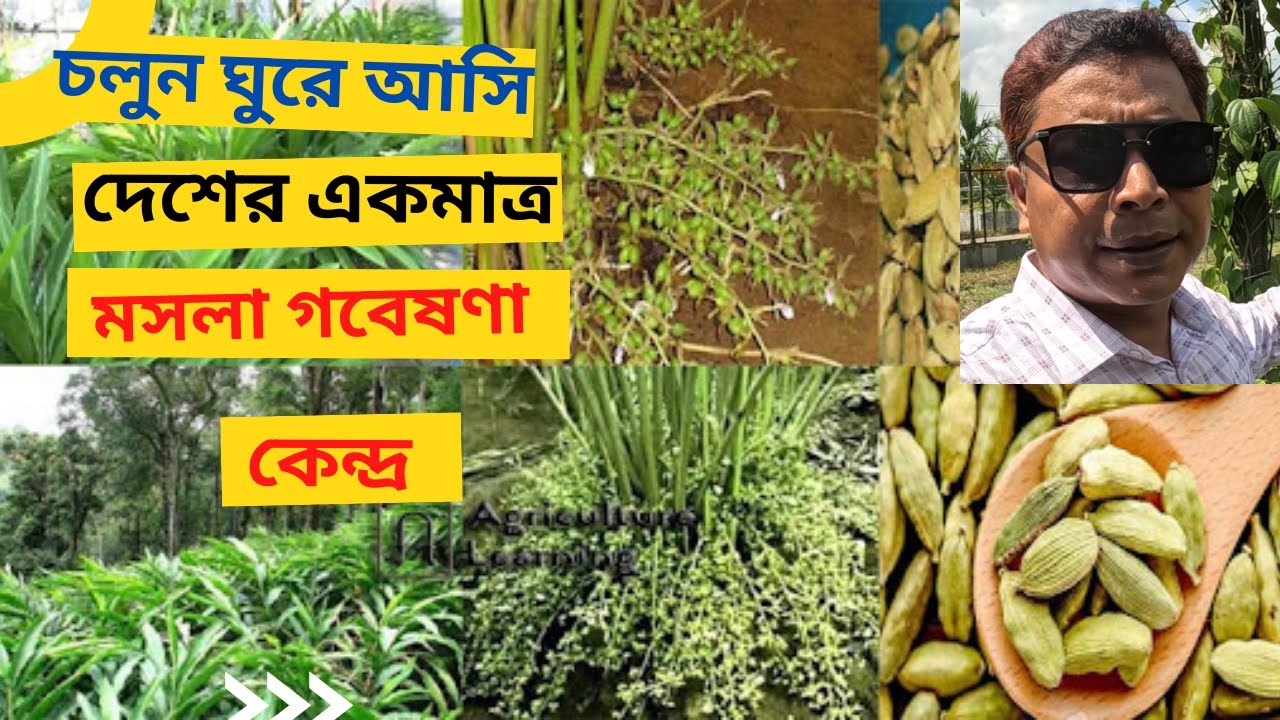 মসলা গবেষণা কেন্দ্র। #এলাচ চাষ। #গোল মরিচ চাষ। Spices | Moshla|#akhlas #Agriculture