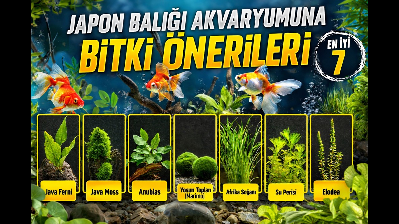 Japon Balığı Akvaryumu İçin En Sağlam 7 Bitki