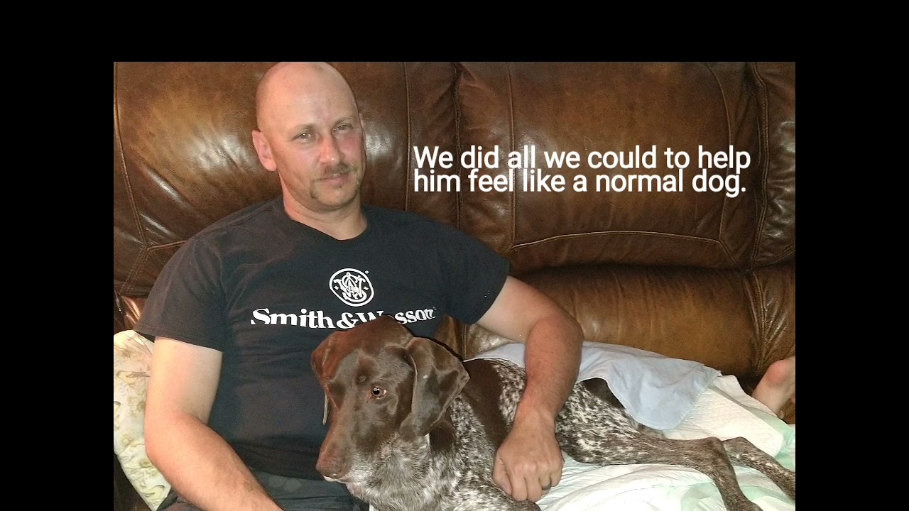 Our experience with Coonhound Paralysis