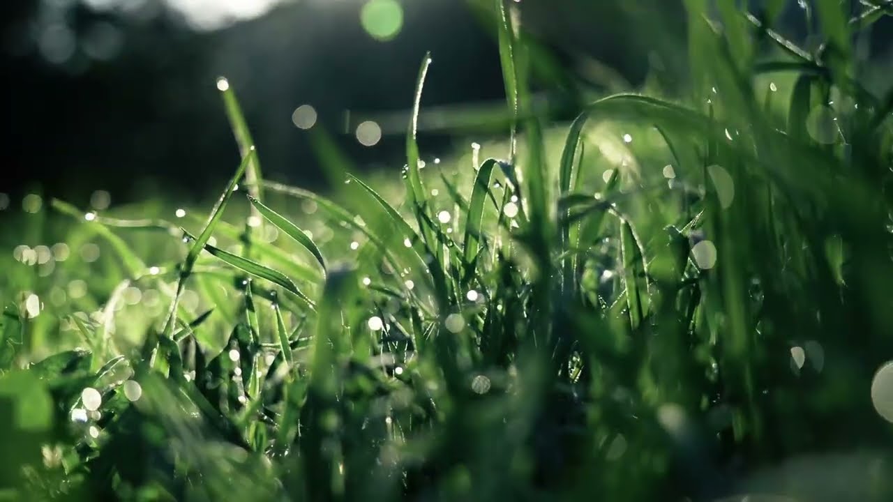 Calming Study Music Playlist | 4k | One Hour