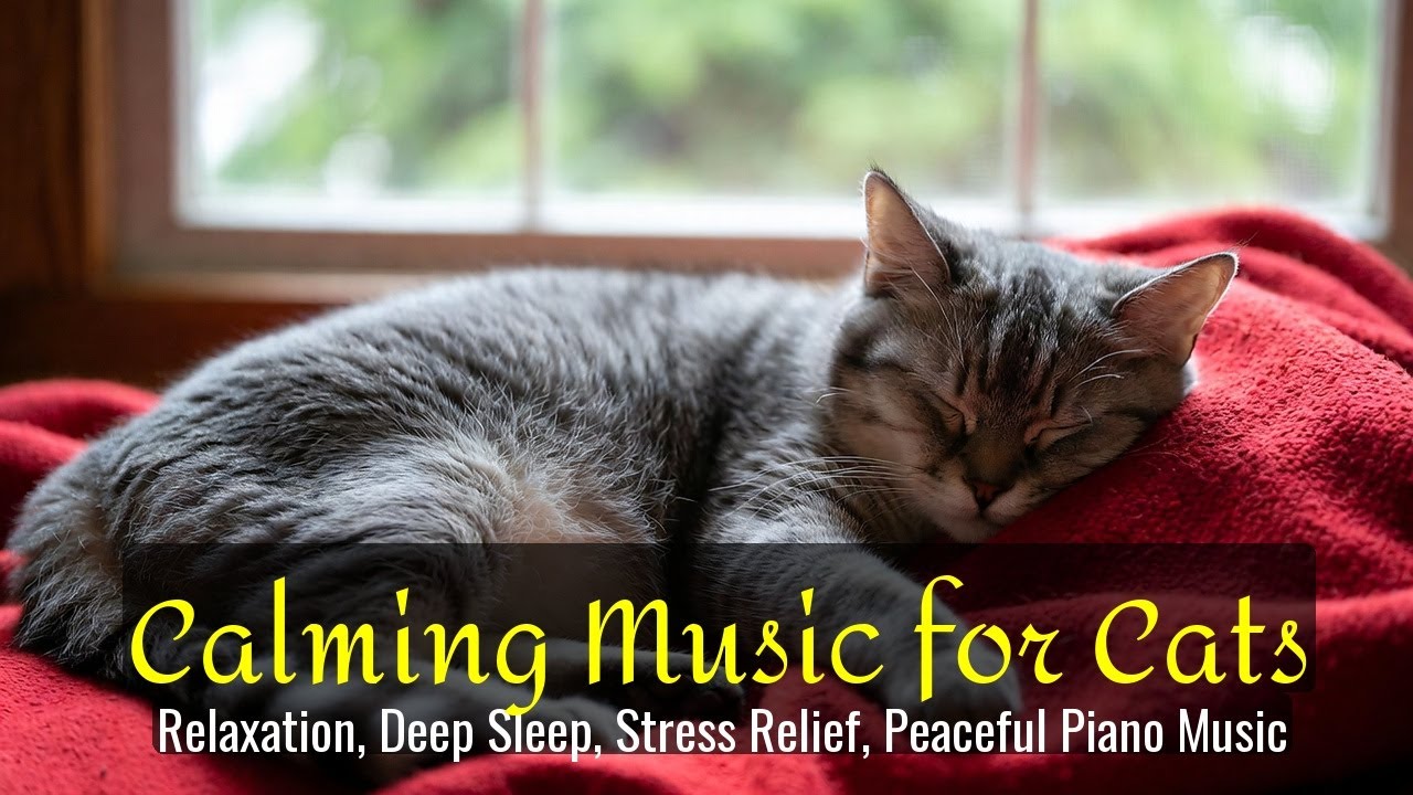 LIVE Soft Cat Sleeping Soundly for Calm 😴 | Season 52