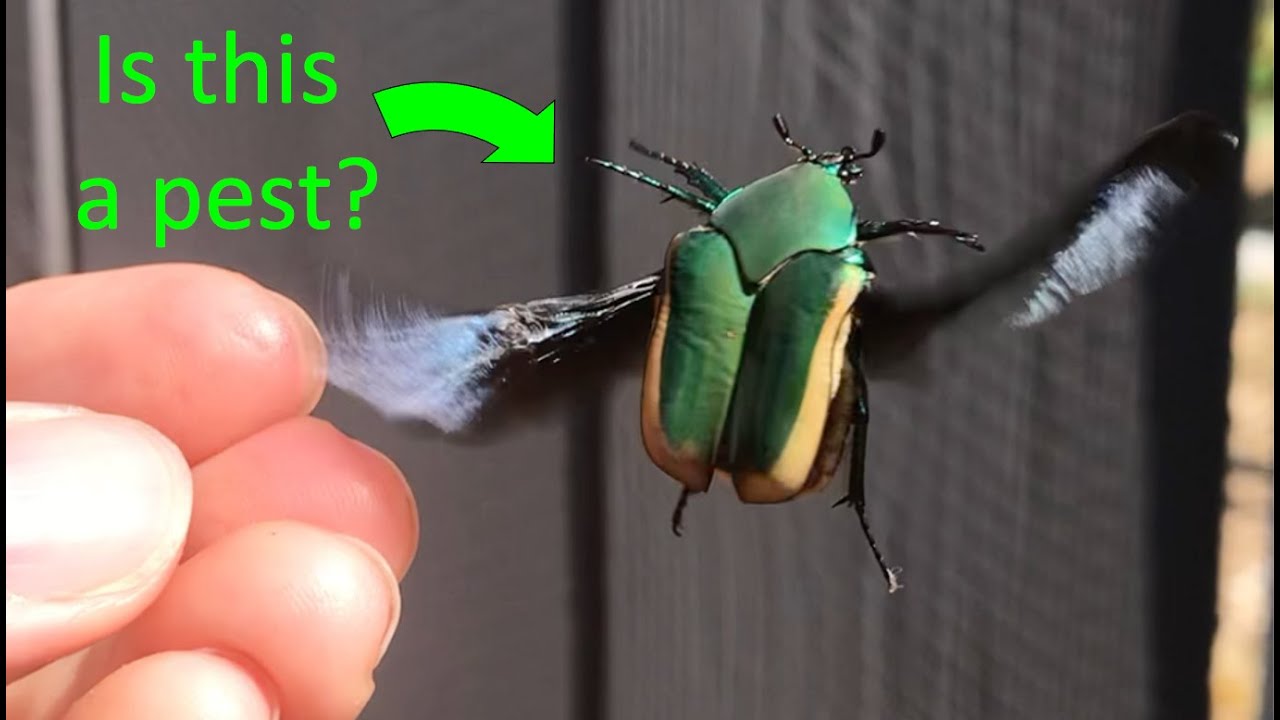 Prevent and Manage Green Fruit Beetles