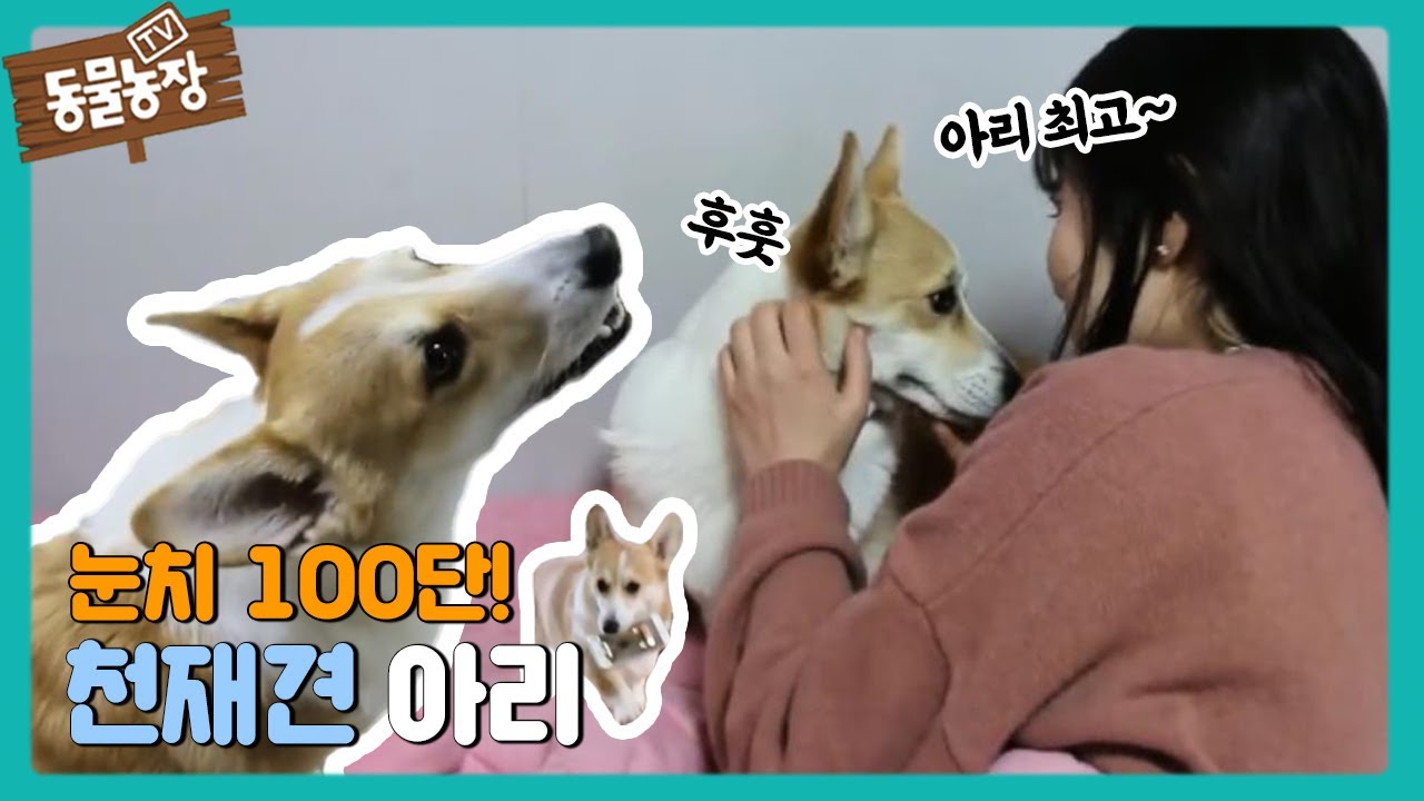 신개념 천재犬 등장? 눈치 100단 웰시코기 아리! @TV 동물농장 20190120