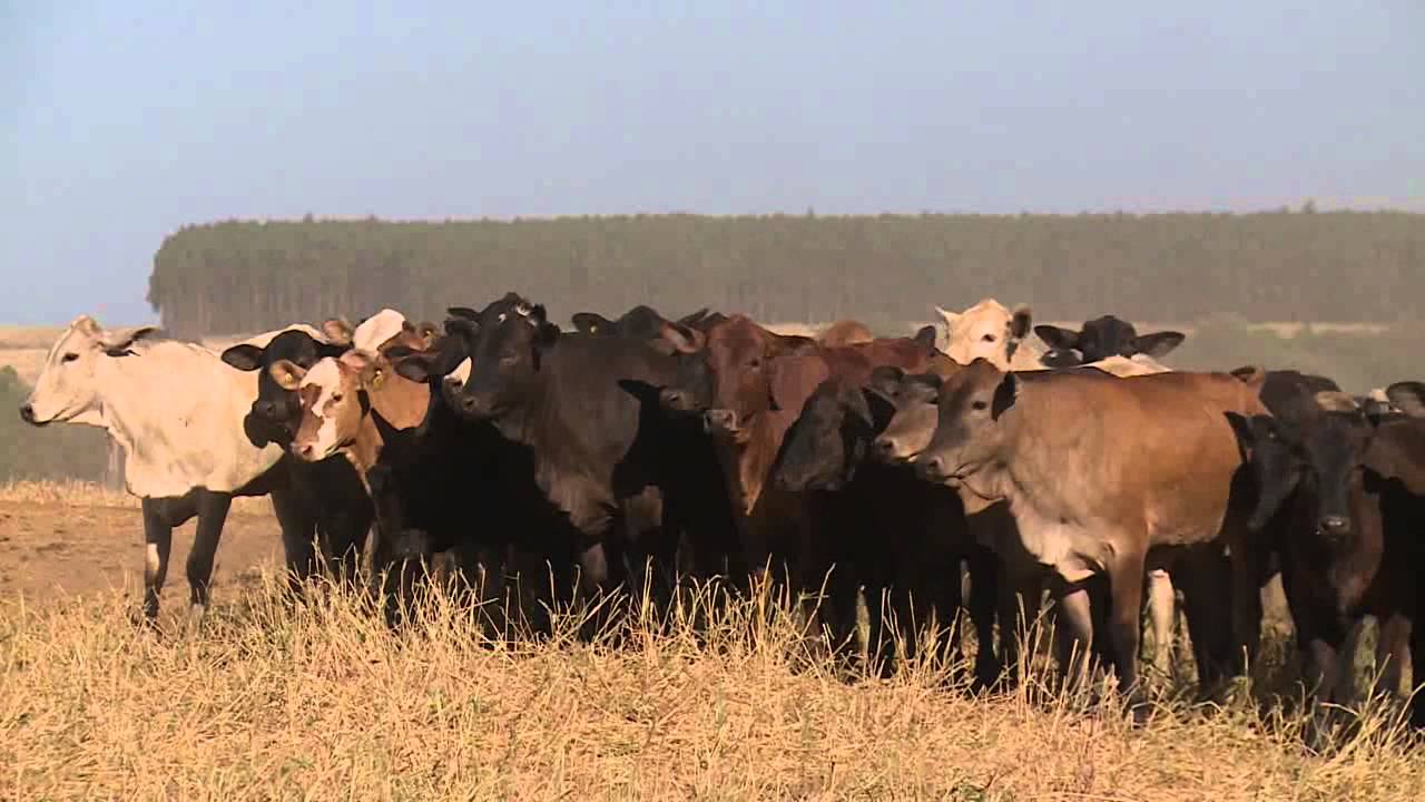 ROTA DO BOI MT - FAZENDA RIO BONITO - PARTE 01