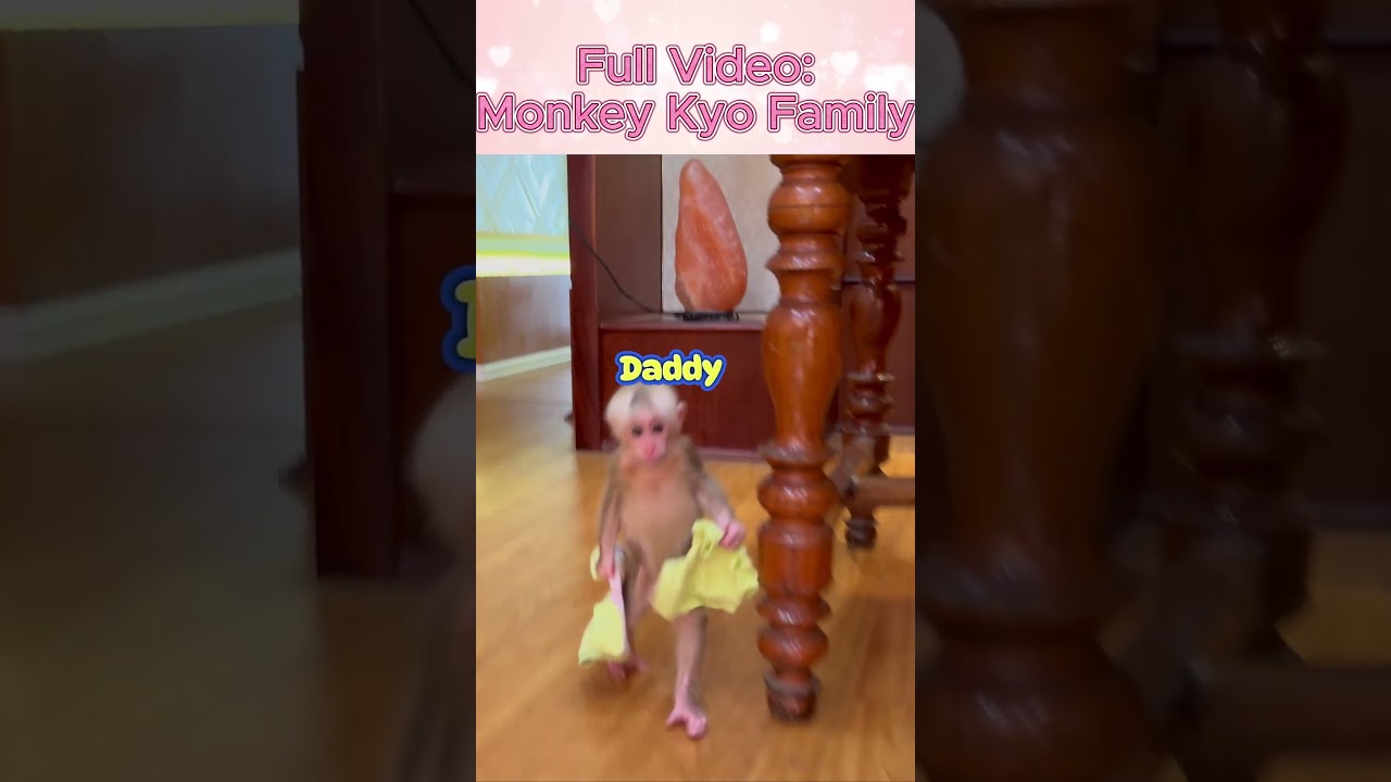 Kyo is super smart thanks to dad dressing her #babymonkey #animals #monkey