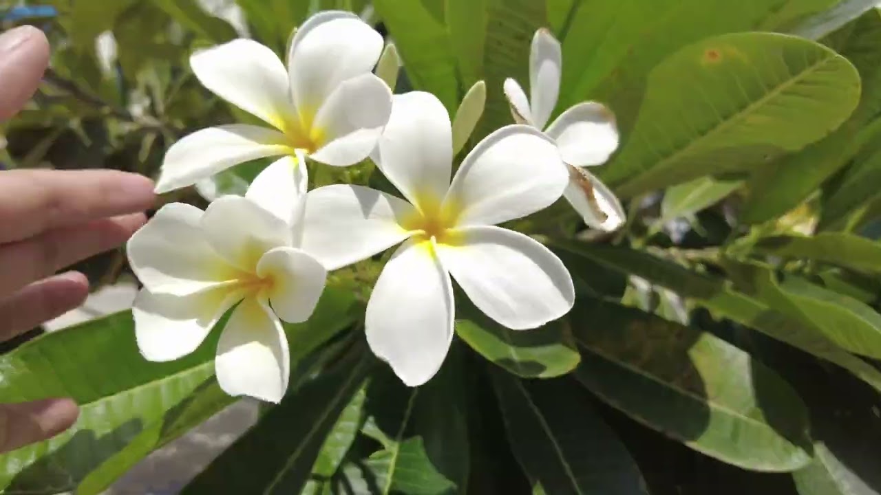 Ncig saib taj laj xaub  Vientiane  Laos