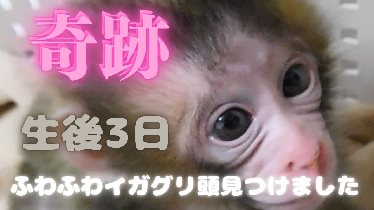 子ザルのはーちゃんふわふわイガグリ頭見つけましたw