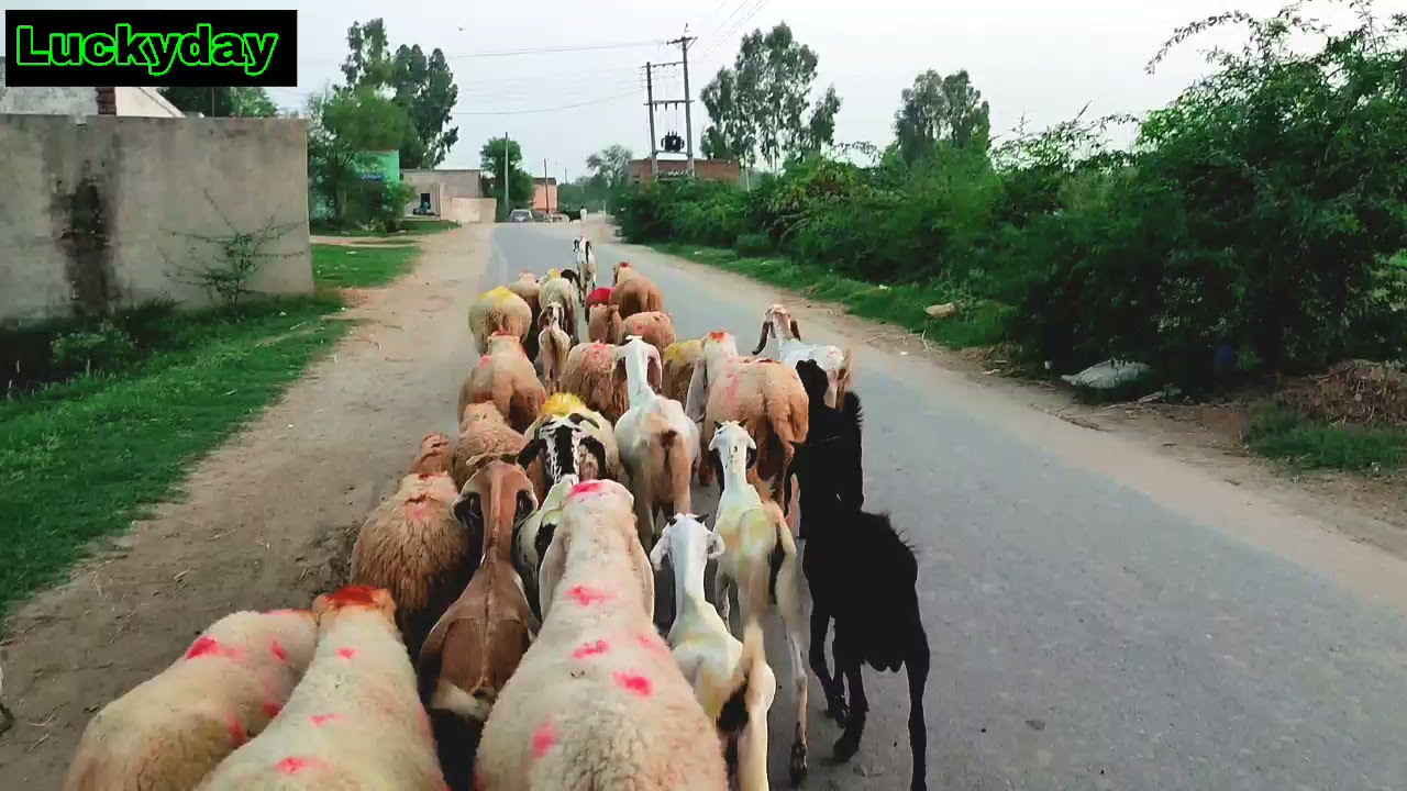 village life Mianwali
