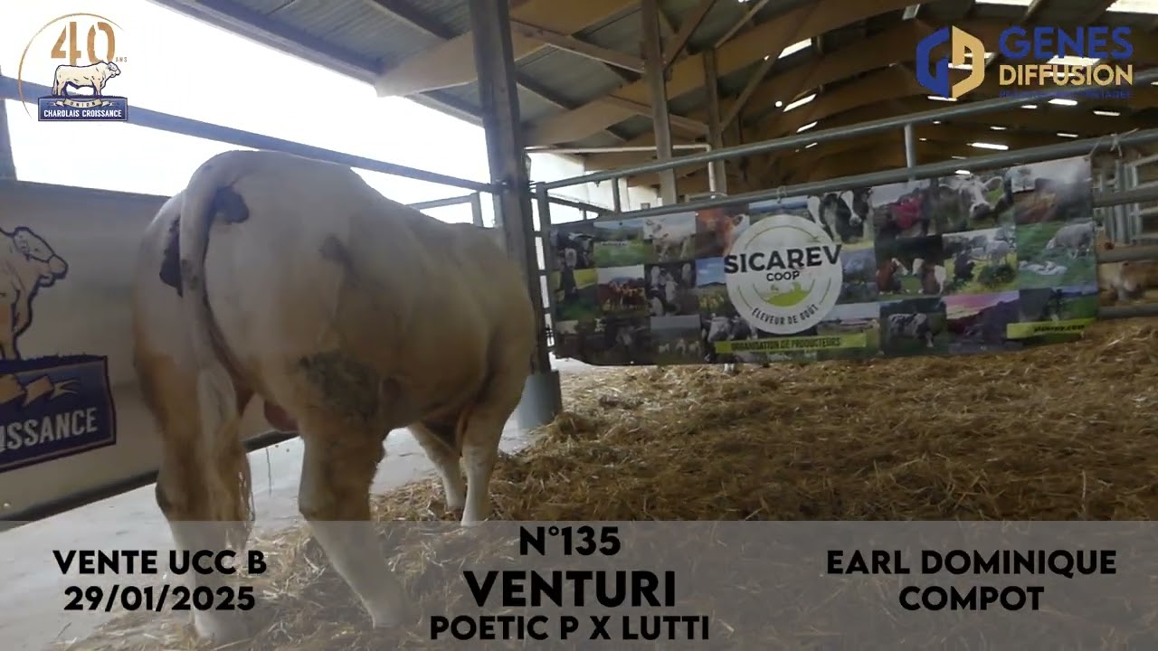 Taureau N&deg;135 VENTURI - EARL DOMINIQUE COMPOT - POETIC P x LUTTI