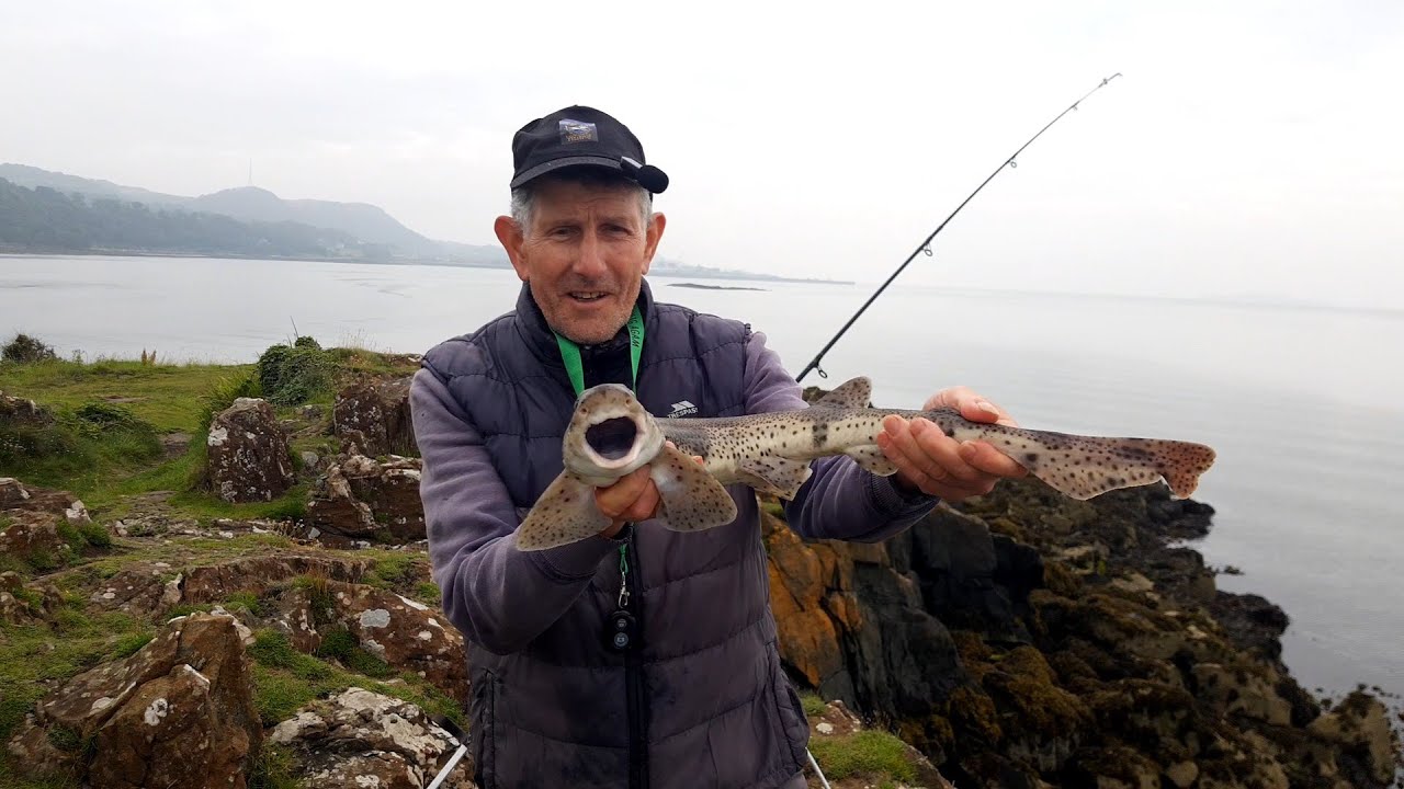Dog fish at Aberdour Lighthouse Fife/Scotland