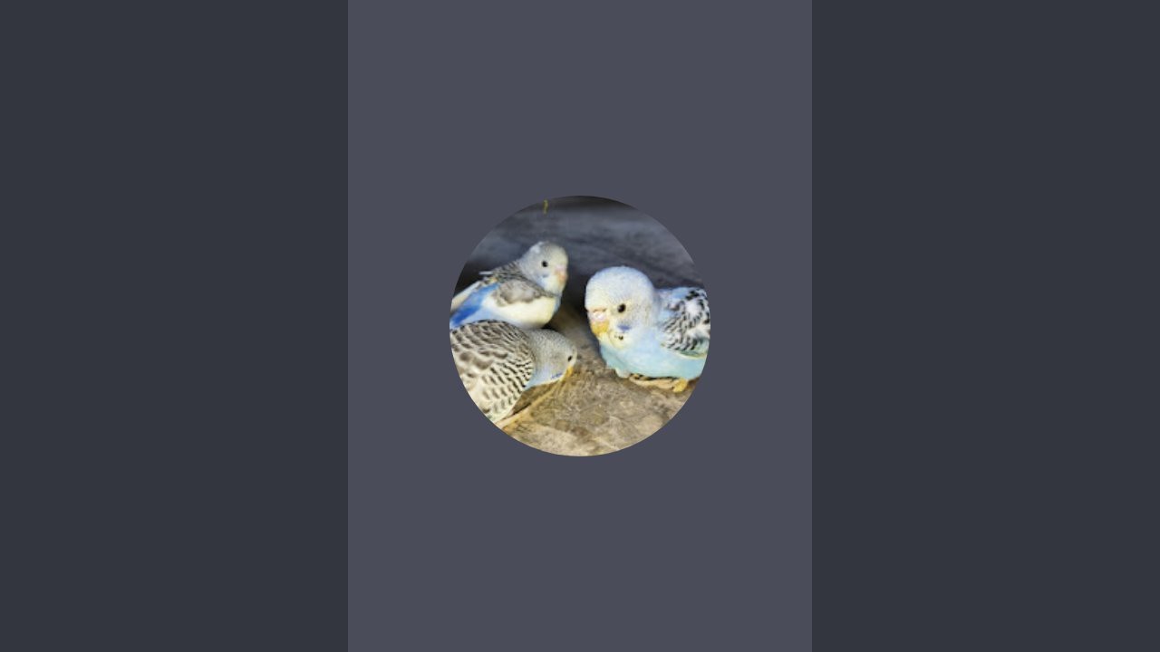 love of cute baby Birds 😍 🐦 💞 MANSI SAHU 2.1M views • 5 days ago  ...  is live
