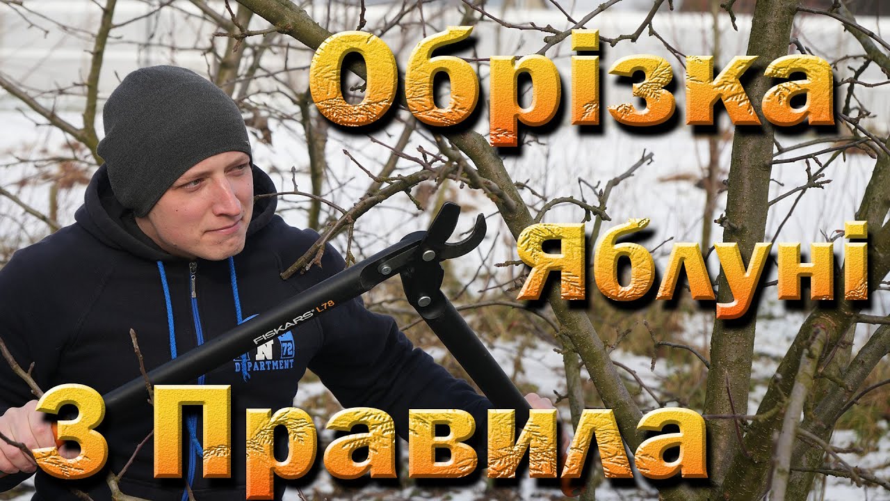 Обрезка взрослой яблони 2023. Три правила обрезки яблони. Обрезаем яблоню на среднерослом подвое
