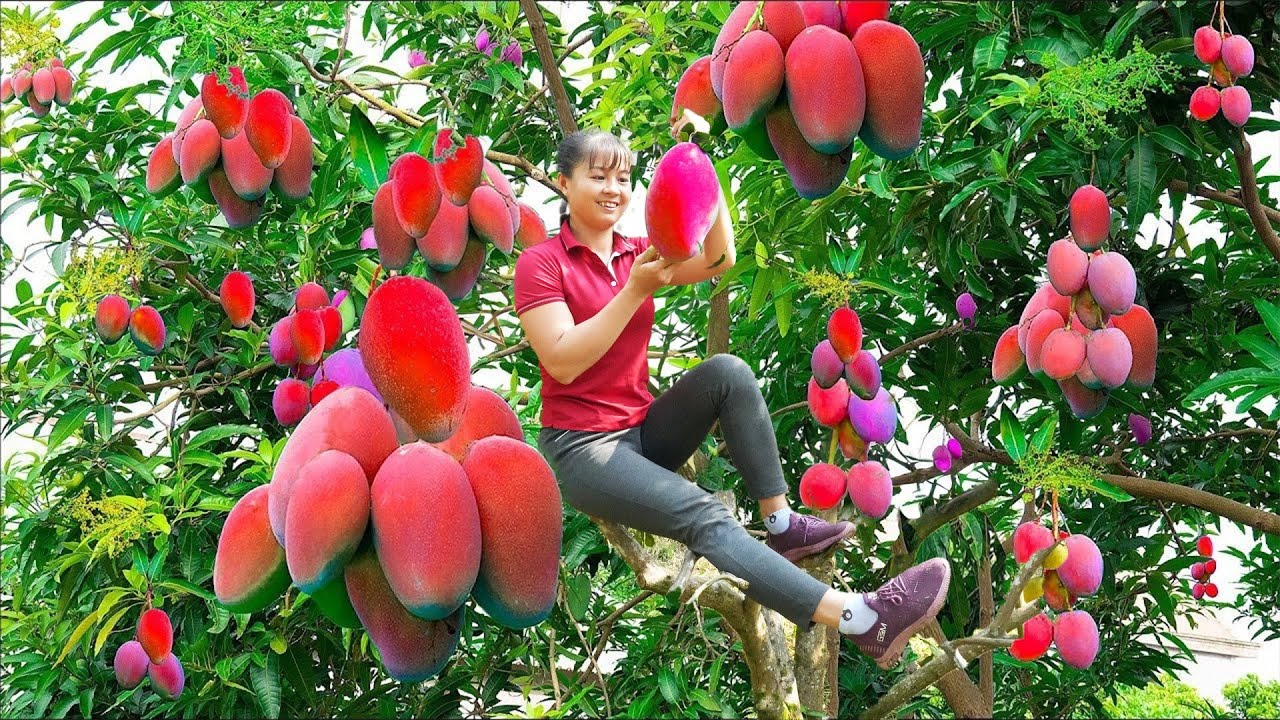 Harvesting Mango Goes To Market Sell, Grow Vegetable | Phuong Daily Harvesting