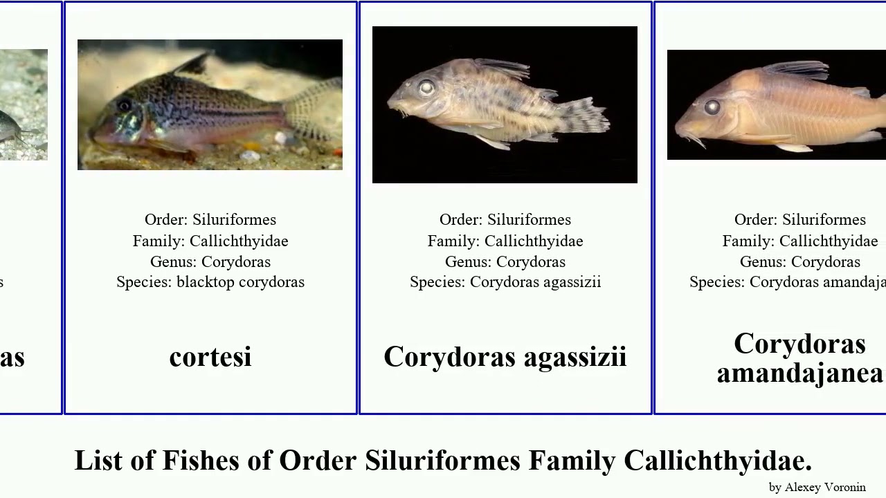 Fishes of Order Siluriformes Family Callichthyidae corydoras catfish gold elegant bronze pepper