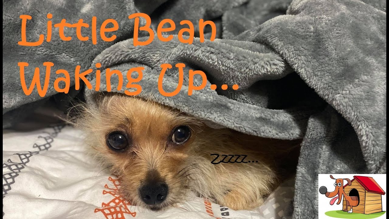 Adorable Puppy Dog Morning Routine | Cute Chorkie Waking Up | Chihuahua Yorkie Adventures