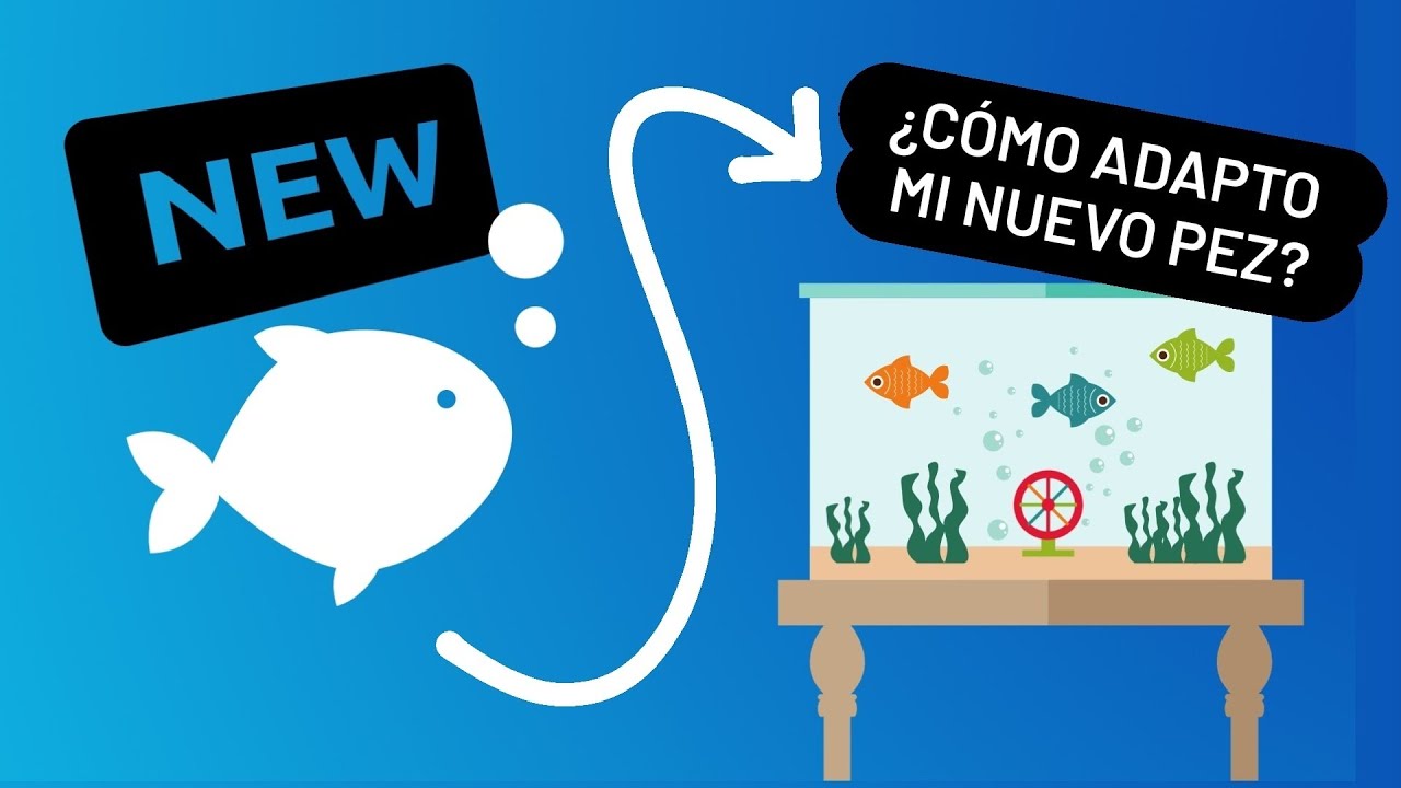 ⚠️🆕🐟 ¿cómo ACLIMATAR un pez ? transporte y ADAPTACIÓN de un nuevo pez