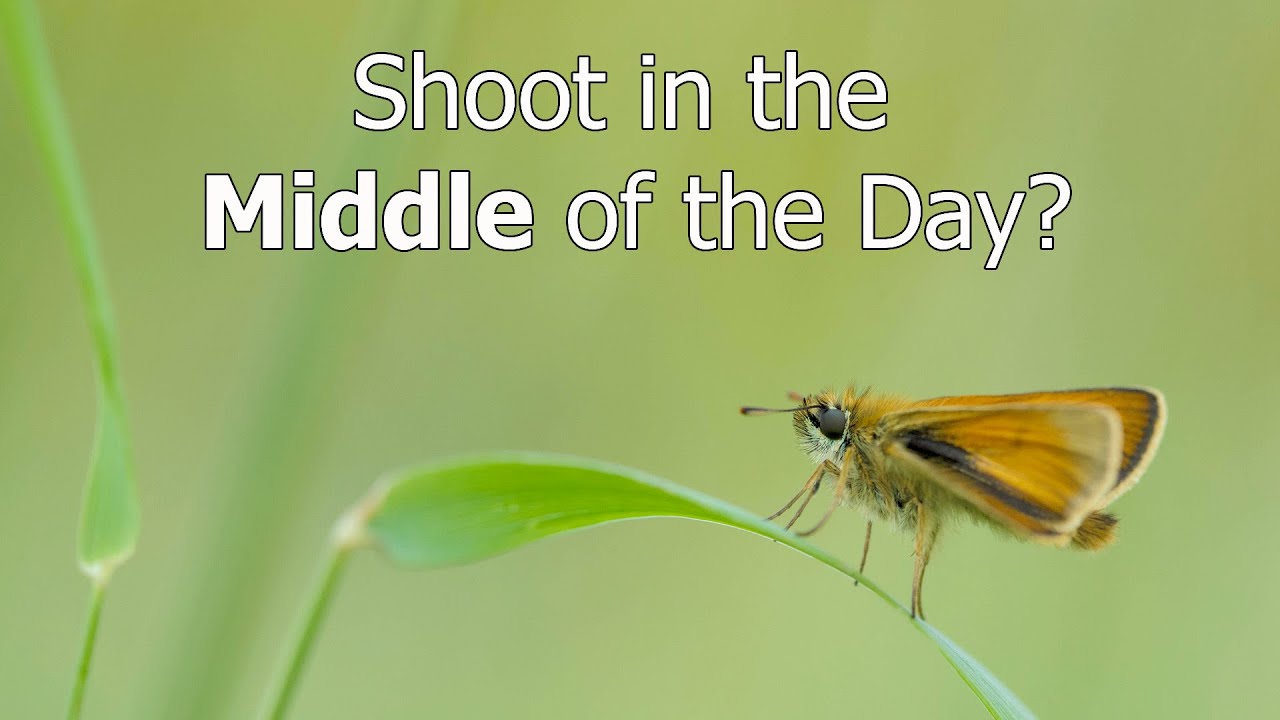 Insect Photography: My Simple Butterfly Theory
