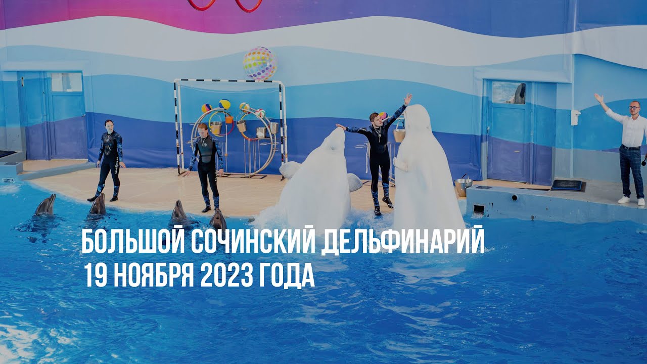 Большой Сочинский Дельфинарий. 19 ноября 2023 года