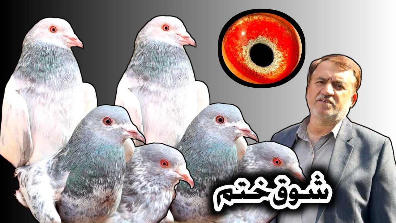 Shoq Khatam 🥹 // Dub Waly Kabootar // Salety Kamager Kabootar // Teddy Pigeons // Golden Kabootar