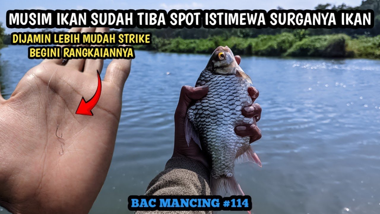 MUSIM IKAN SUDAH TIBA!! SAATNYA BERMAIN UMPAN MAGGOT!! TEKNIK PELAMPUNG DENGAN RANGKAIAN INI