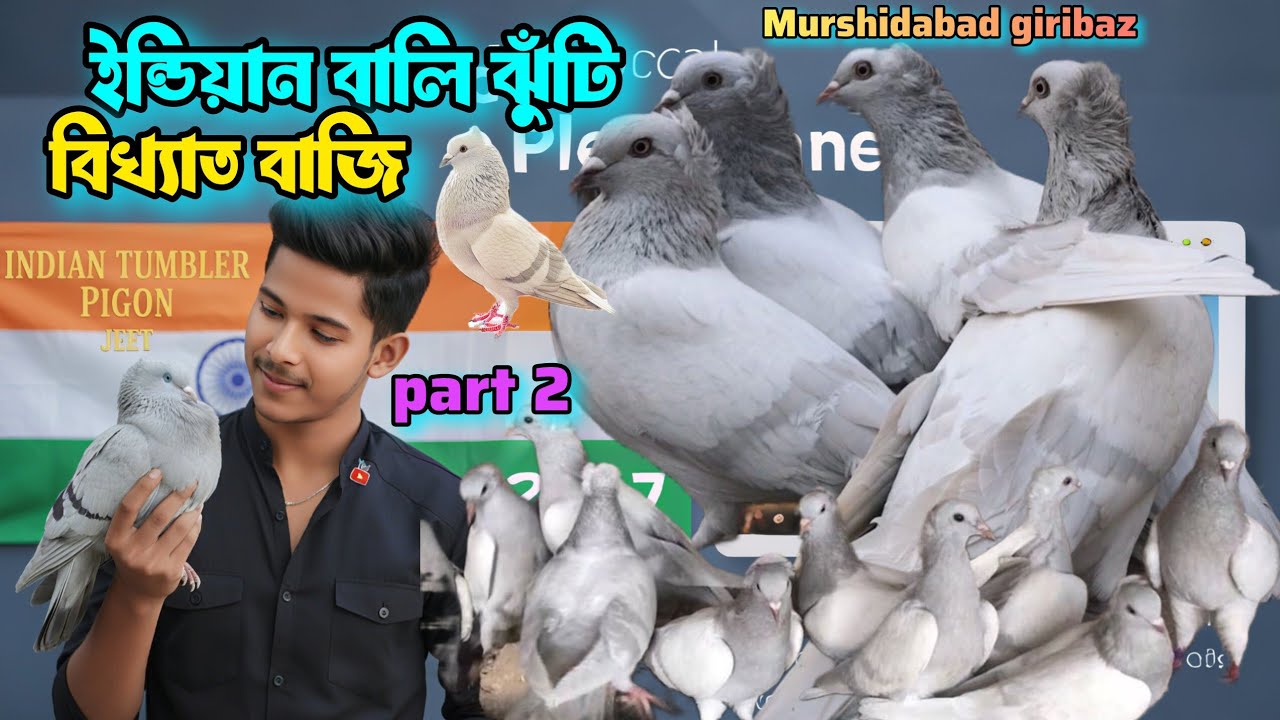 🧡🤍💚ইন্ডিয়ান বালি ঝুঁটি বিখ্যাত বাজি 🥵🩵🥵 @JEET_PIGEON.BRAND_LOFT 
