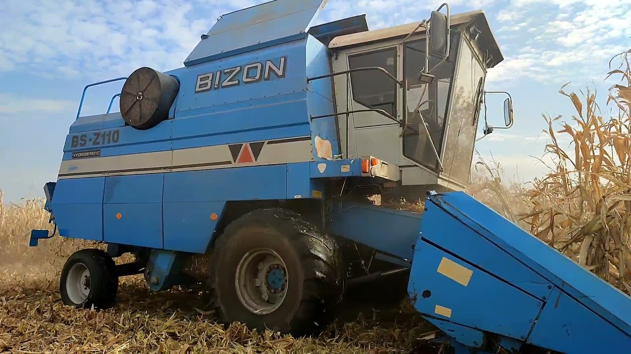 BS w kukurydzy-🐗dzik nie bizon (rozdziały⬇️)