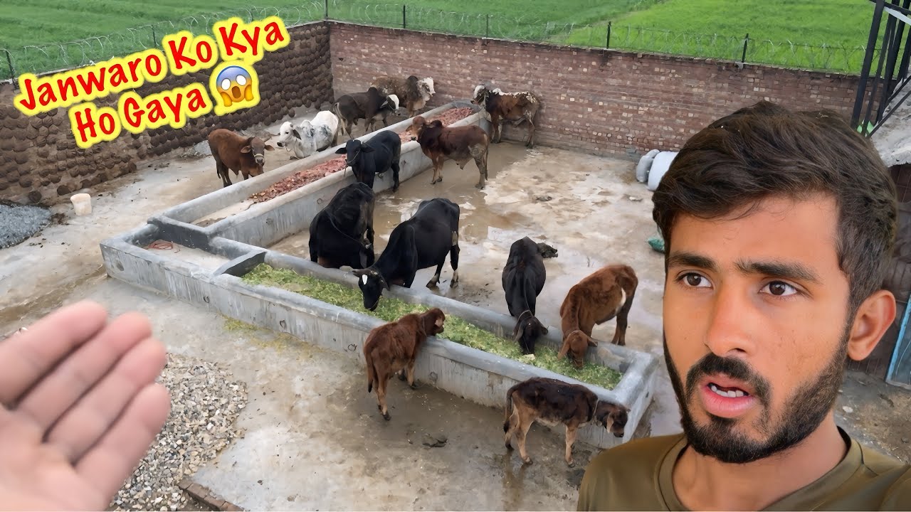 Haveli Main Sub Janwar Kamzor Ho Gaye 😱