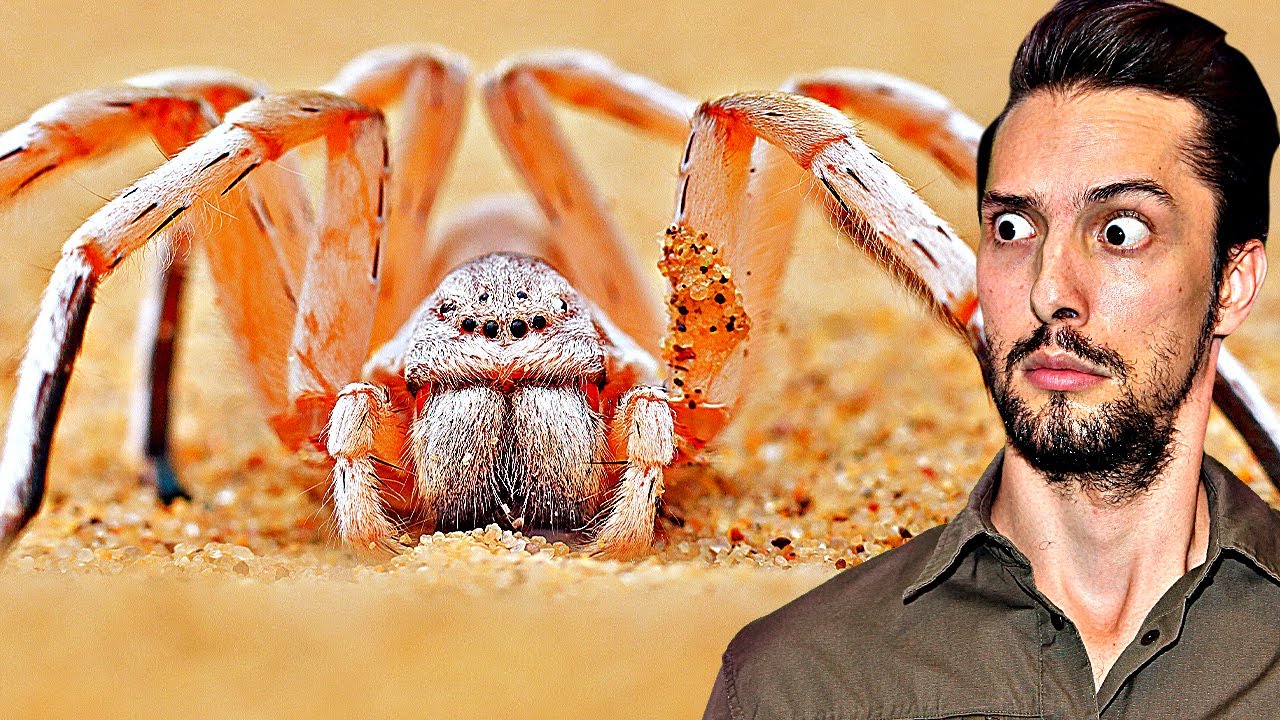 Spinne mit EXTREMEN Fähigkeiten, wie keine andere! Was bedeutet das?