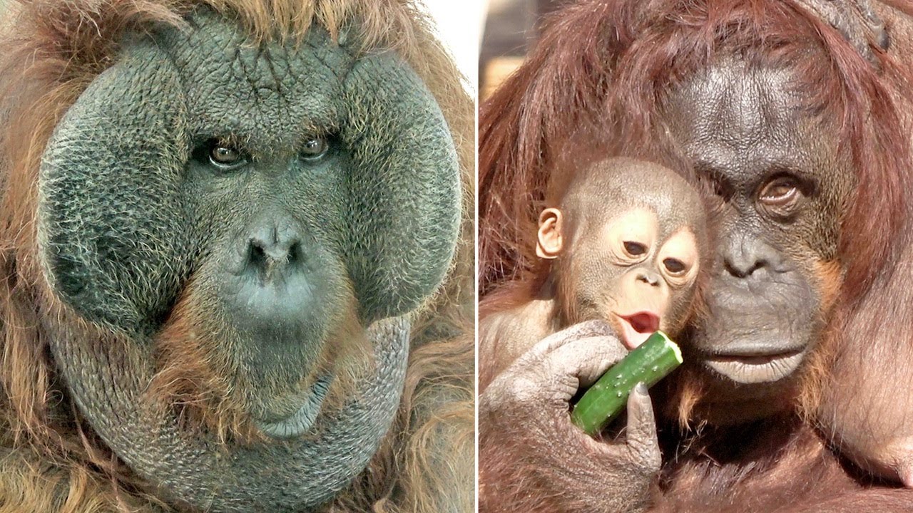 1ヶ月ぶりに会えたキューさん（♂57歳）、僕も食べたいよ－　とキ－ボ－（生後6ヶ月）・オランウータン　2026/01/11