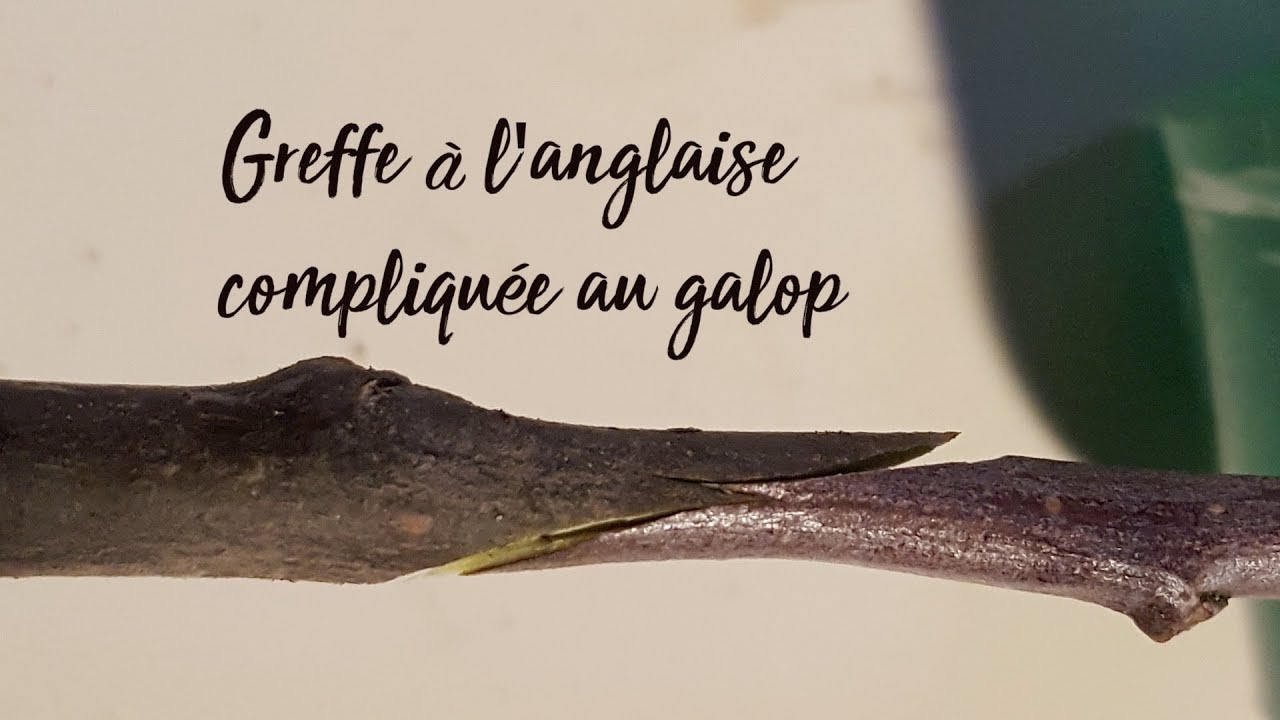 Permaculture et autonomie #Greffe à l'anglaise compliquée au galop