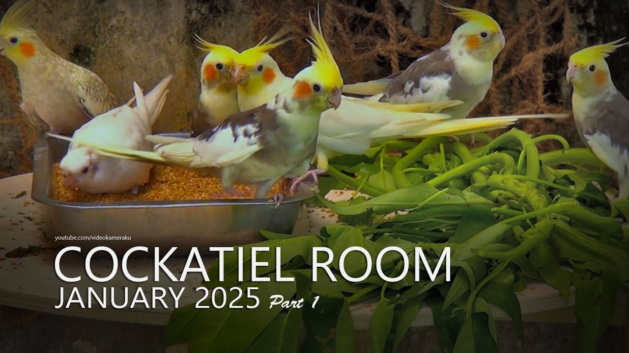 Cockatiel Room: January 2025 - Part 1