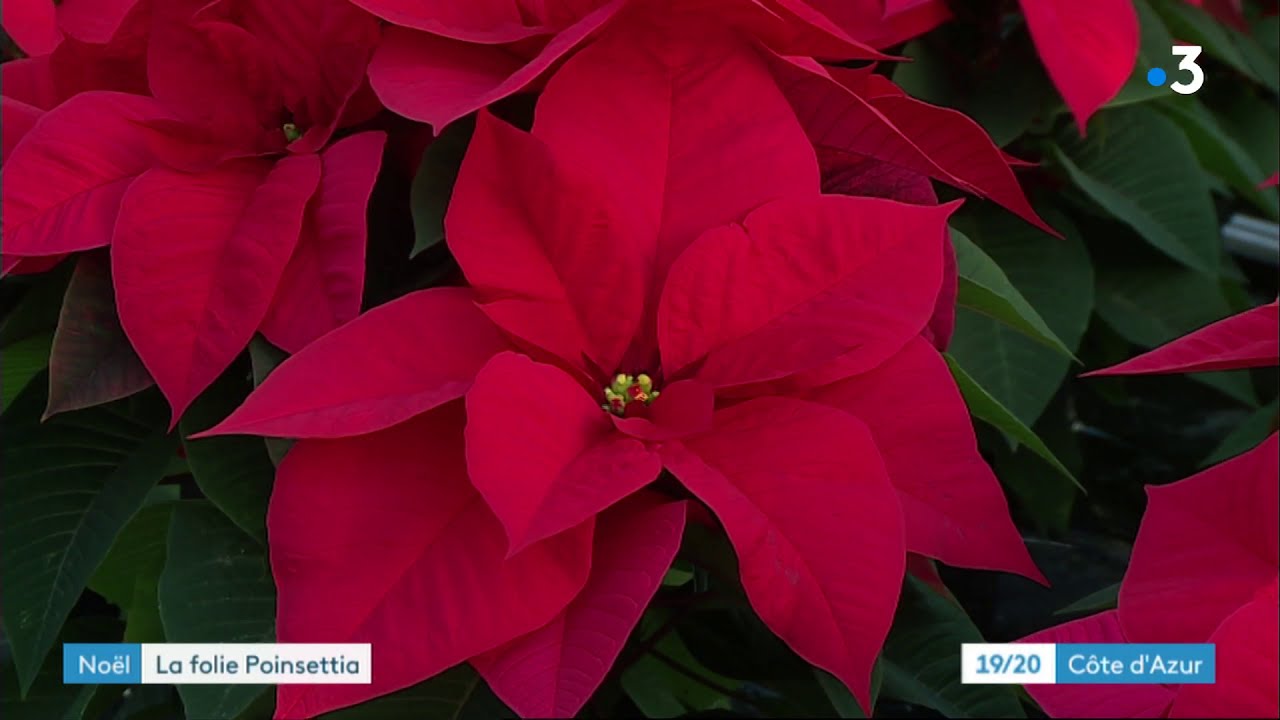 Le poinsettia, l’une des plus jolies plantes d’intérieur surnommée l'étoile de Noël