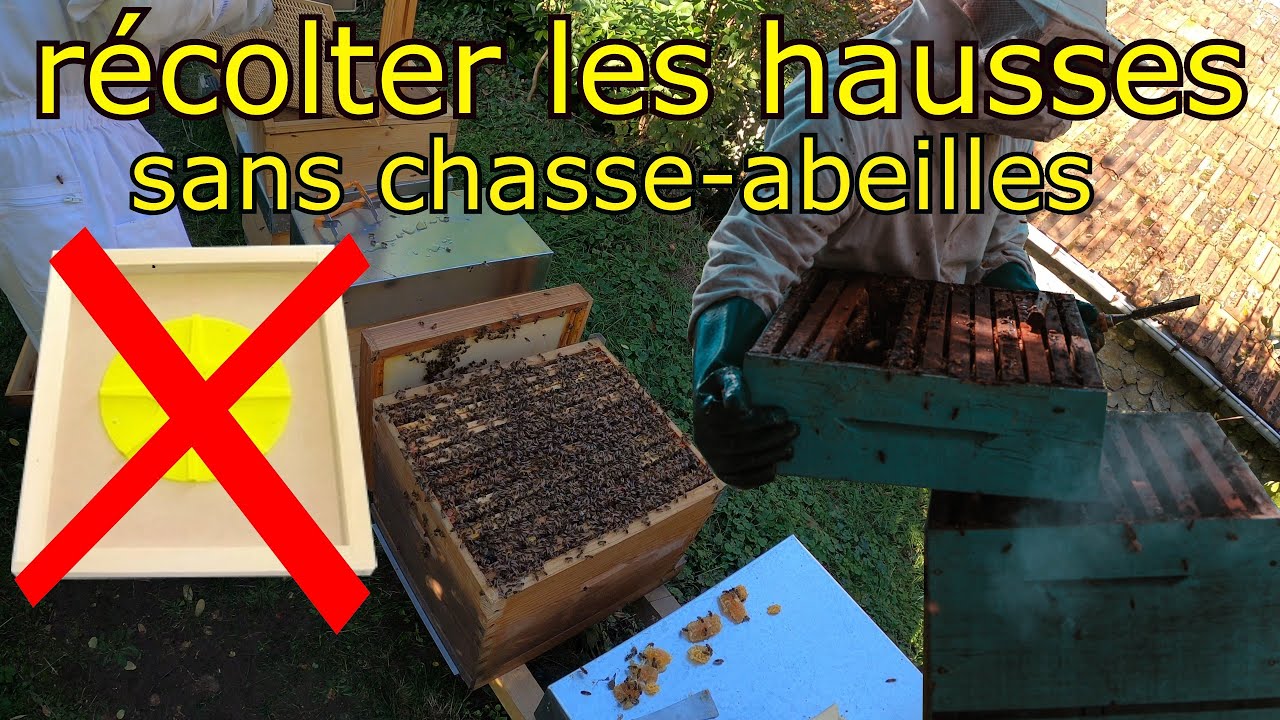 récolter les hausses sans chasse-abeilles