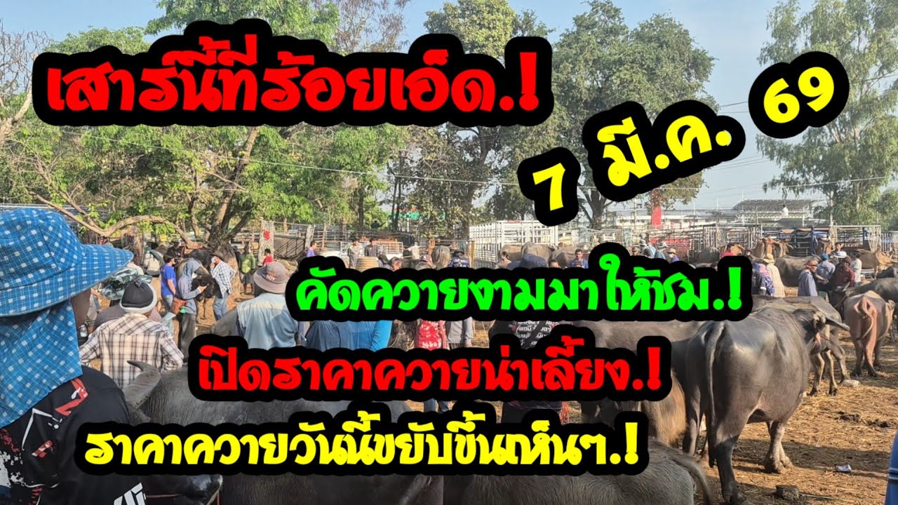 ราคาควายวันนี้ 7 มี.ค.69 ตลาดบ้านหนองแก(ชมภูบุตร)จ.ร้อยเอ็ด#เปิดราคาควายงามน่าซื้อ#ซื้อขายควายเลี้ยง