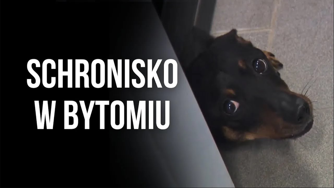 SCHRONISKO W BYTOMIU. POCZĄTEK CAŁEJ AFERY
