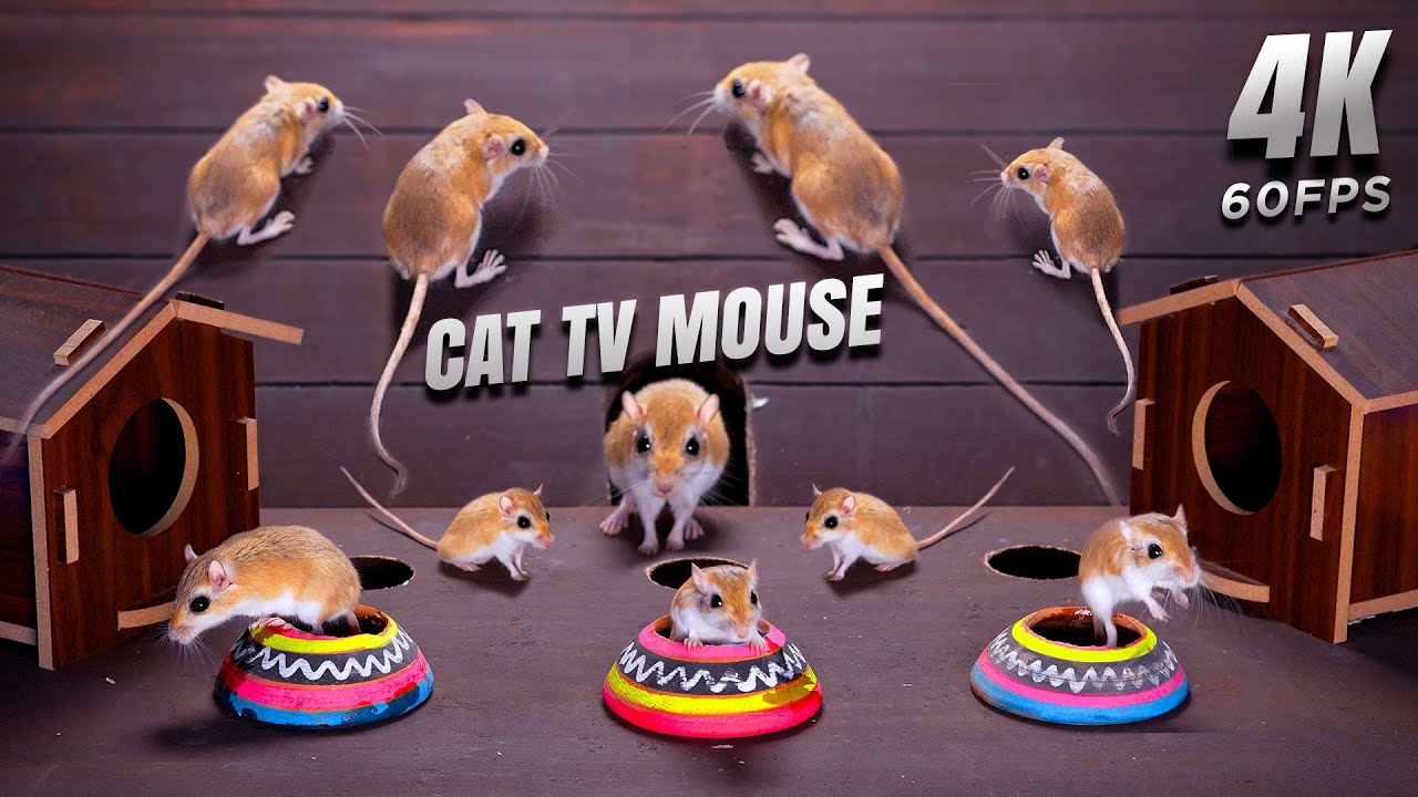 Cat Tv Mouse - Crazy Mice Hide & Seek, Chase Fun and more - Ultimate Cat Tv Mouse Video for Cats