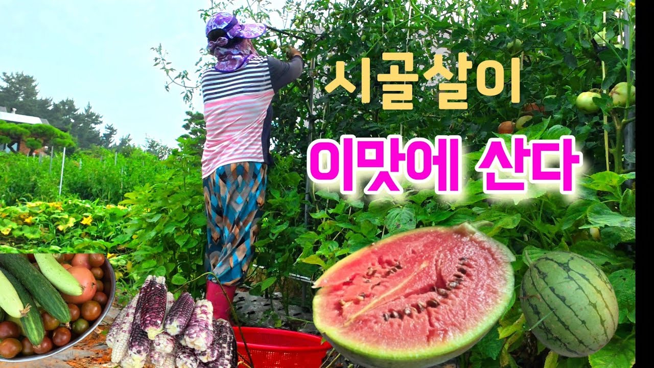 여러분이 꿈꾸는 시골살이는? 소소하지만 마음은 부자/ 이맛에 시골살아요~