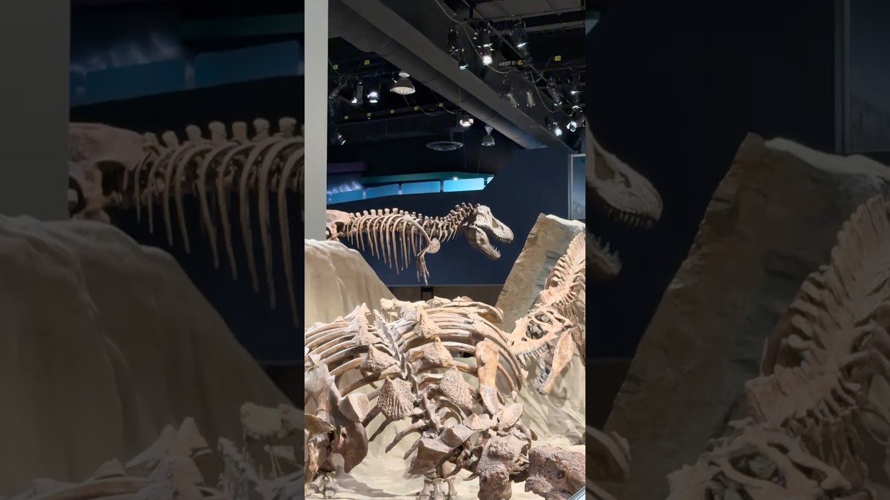 Real Dinosaur skeleton #dinosaur #jurassicpark #jurassicworld #trex #history #museum