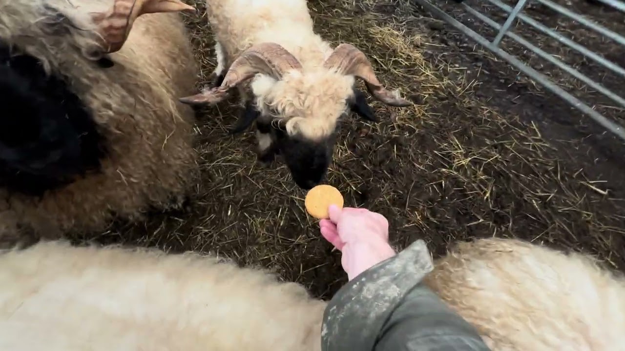 Feeding sheep a trio of biscuits