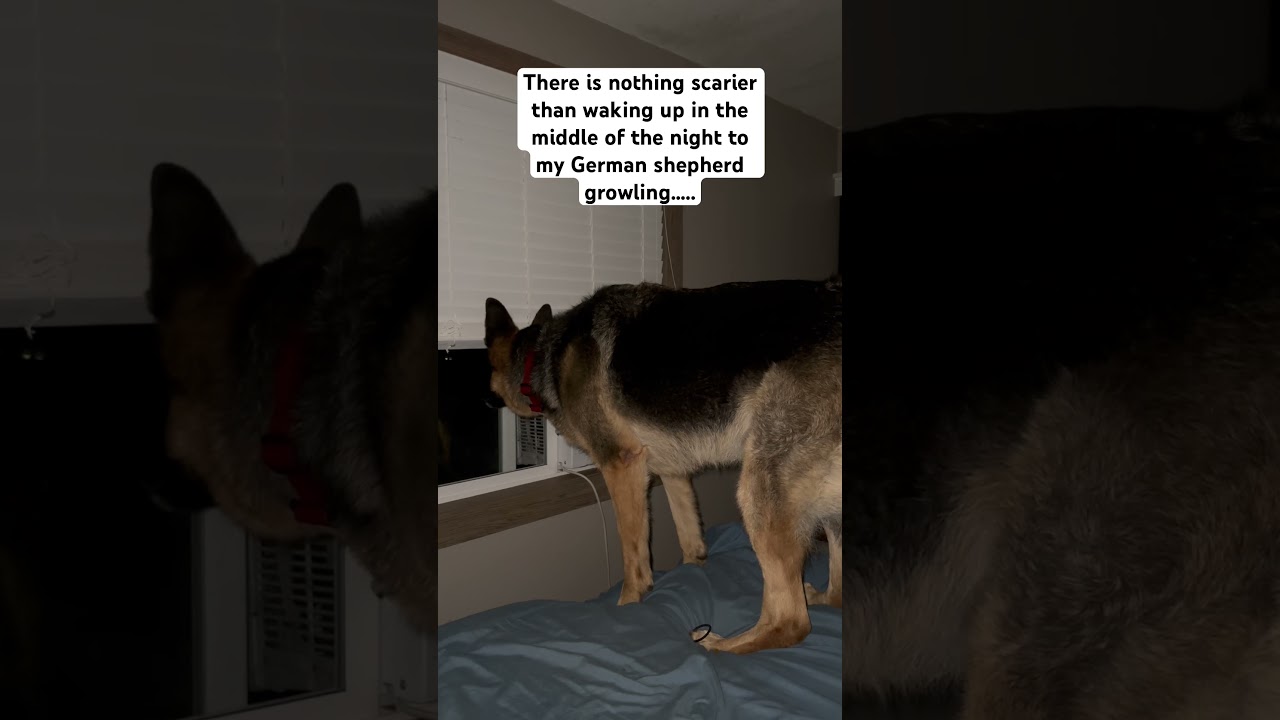 German shepherd ALERTS mom to INTRUDER!! #shorts #germanshepherd  #guarddog