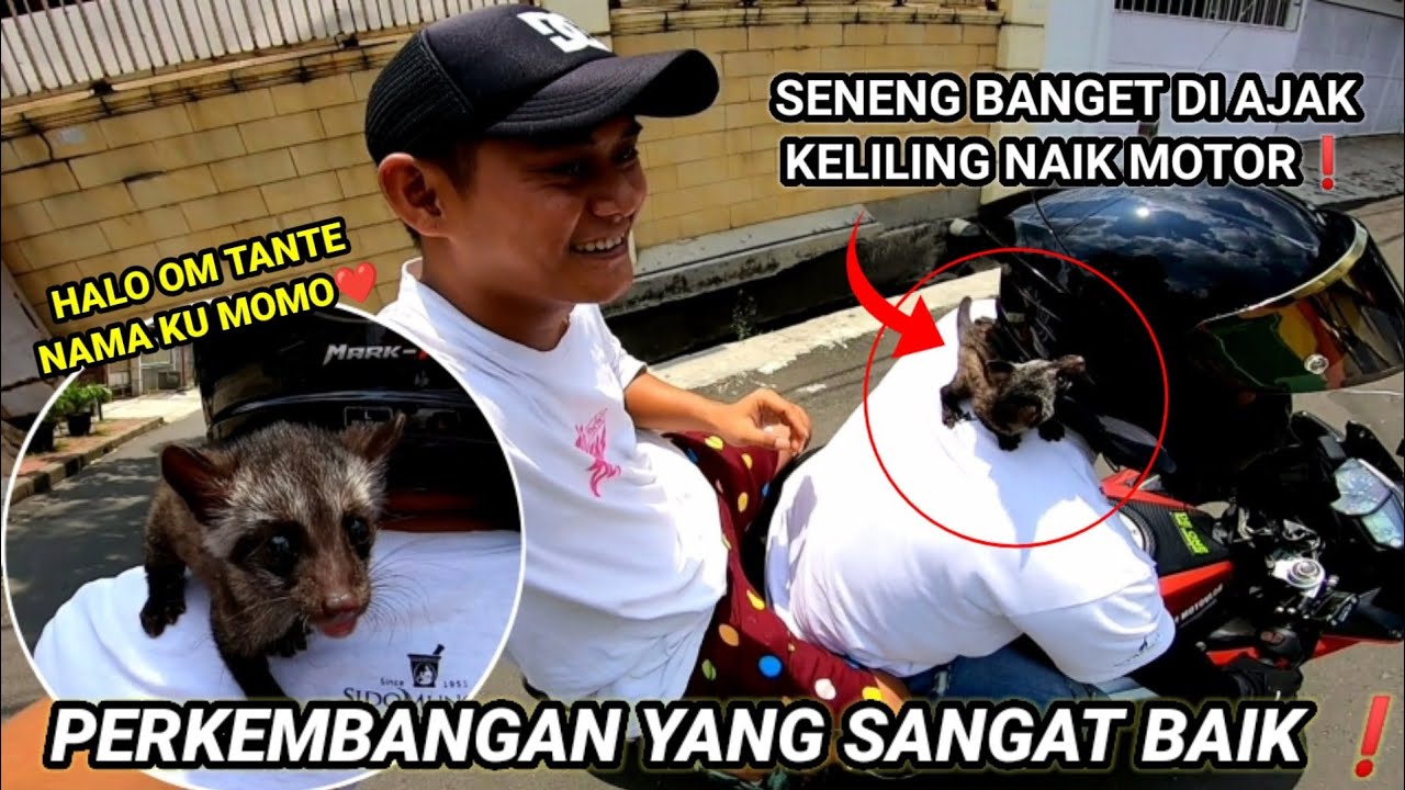 DAG DIG DUG SERRR❗ PERTAMA KALI LATIH MOMO DI BAWA  NAIK MOTOR 