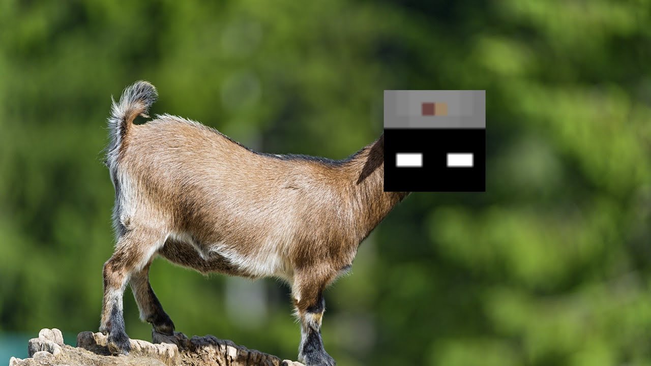 DOG WALKING THE 1.9+ SWORD COMMUNITY
