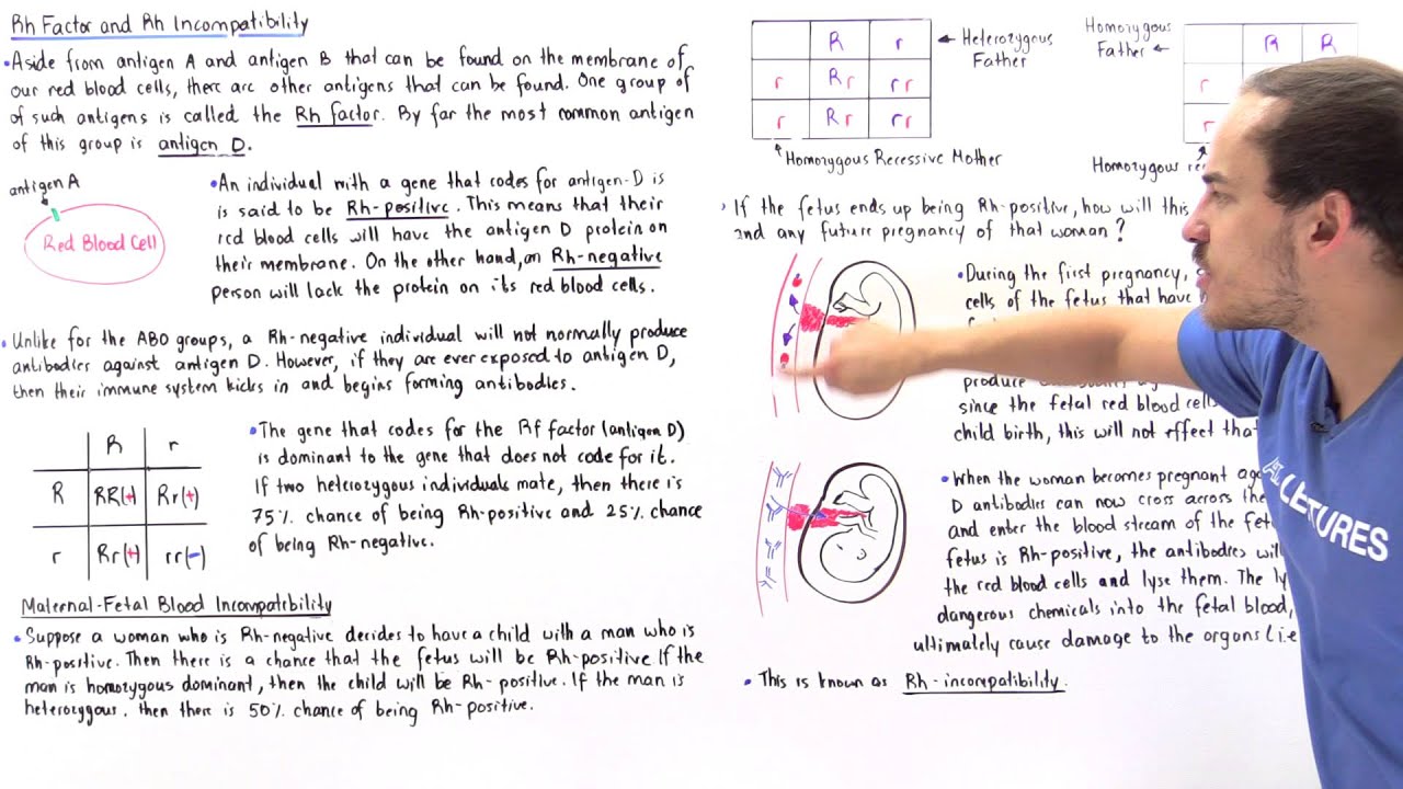 Rh Factor and Rh Incompatibility