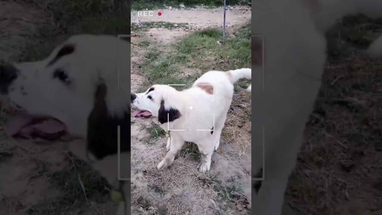 ||pari new funny #viralvideo #puppy #funnypet ||