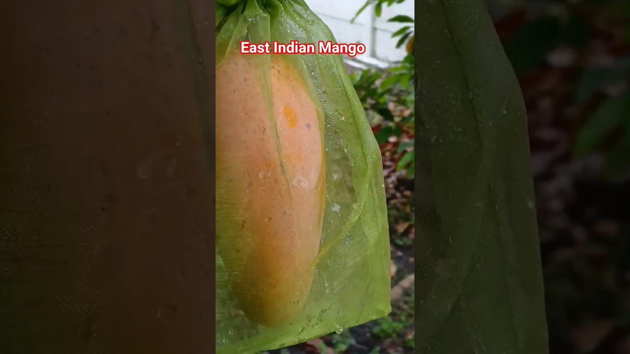Protecting this beautiful East Indian Mango with a fruit bag. #Mango #pretty #beautiful #fruitbag