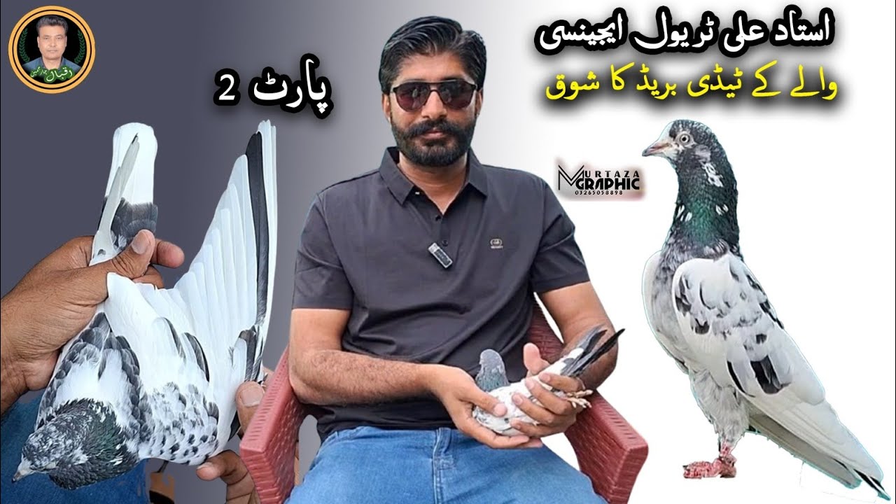Ustad Ali Travel Agency (Dharampura) ky Nayaab Teddy Breed
