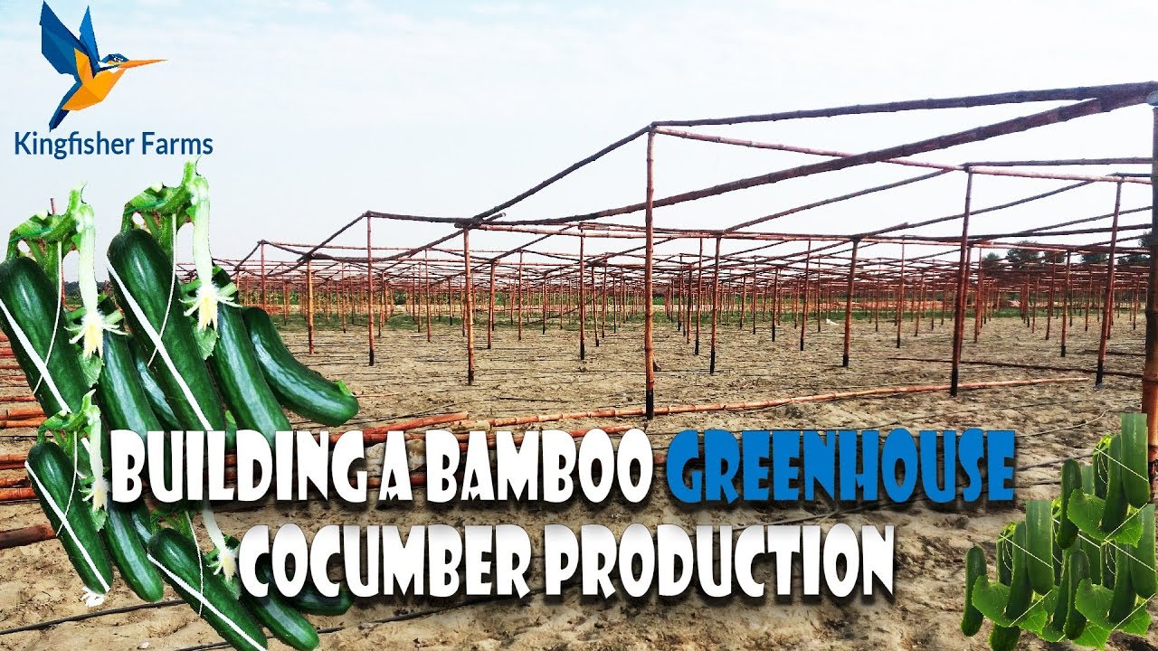how to build a greenhouse | Making greenhouse farm with bamboo and cucumber production