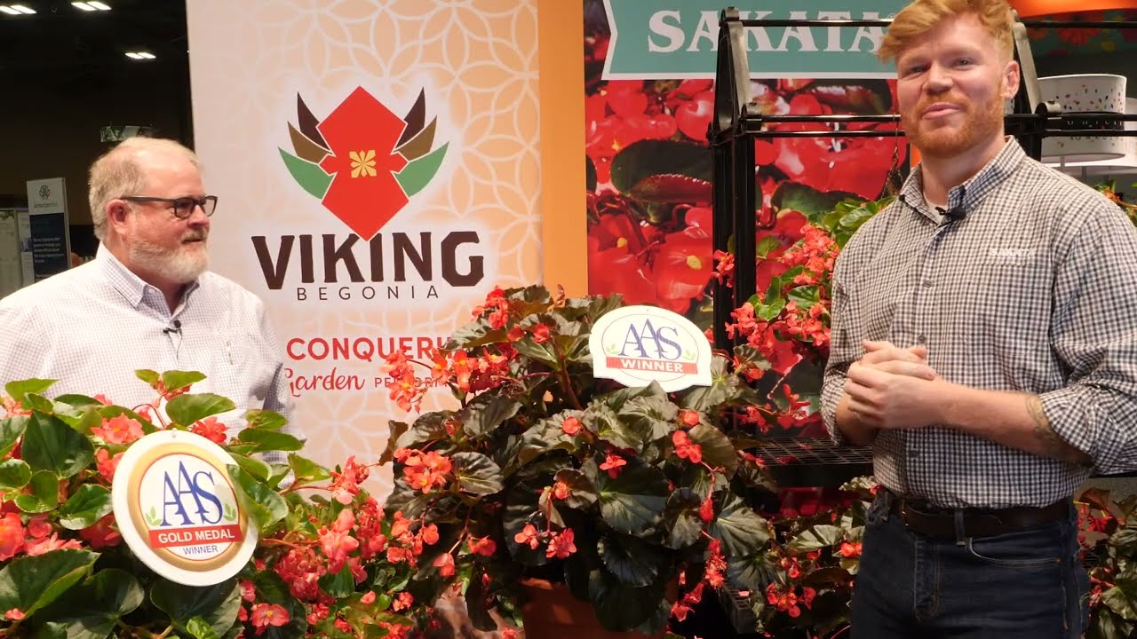 Viking® Begonia Overview with the Experts!