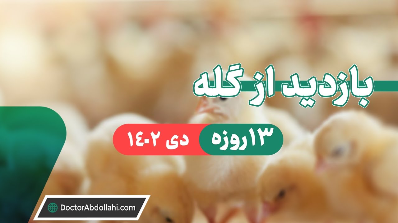 بازدید از سالن پرورش مرغ گوشتی در سن ۱۳ روزگی دی ۱۴۰۲
