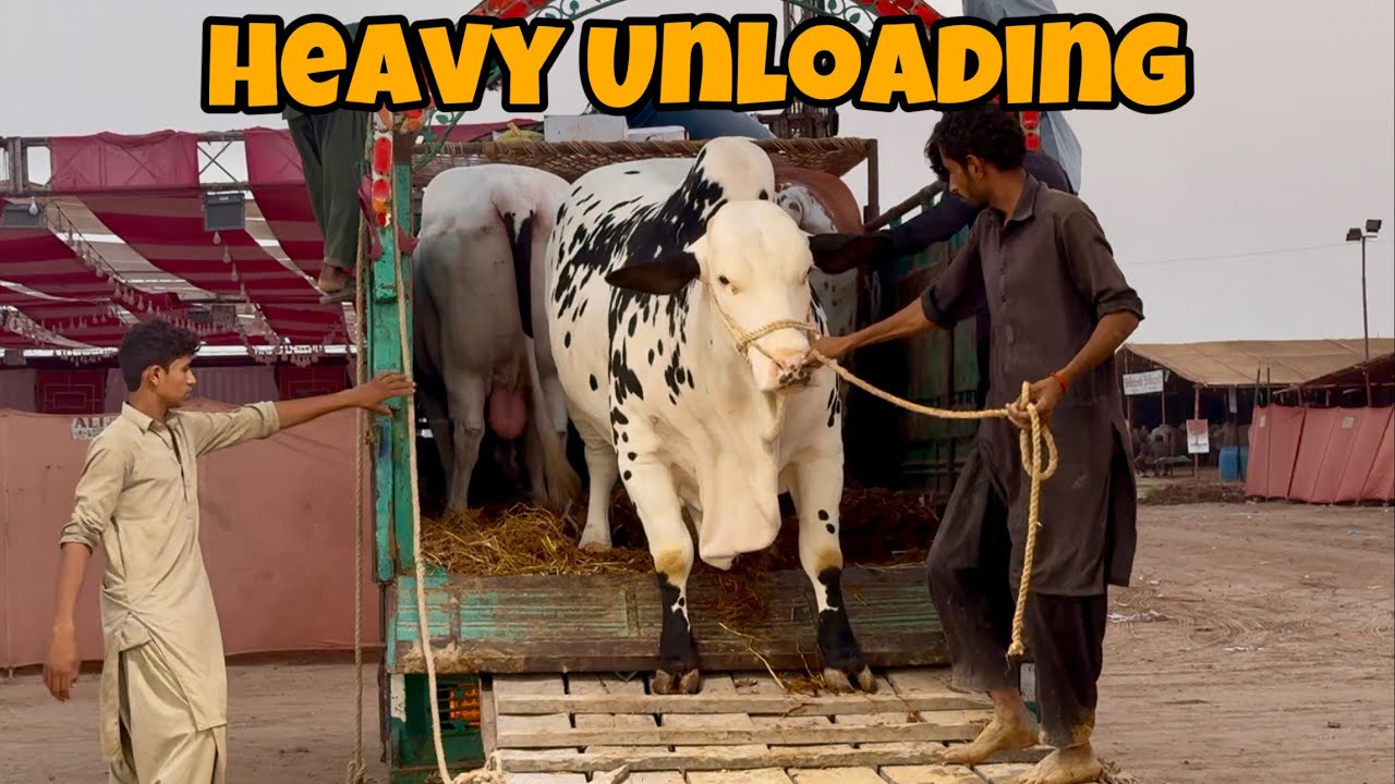 Heavy & Beautiful Bulls Unloading In Northern Bypass Mandi ❤️ | AR Maani